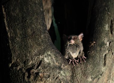Büyük kulaklı spektral tarsier, Tarsuis Tarsier, Tangkoko Ulusal Parkı, Kuzey Sulawesi, Endonezya 'daki bir ağaç deliğinde alacakaranlıkta.