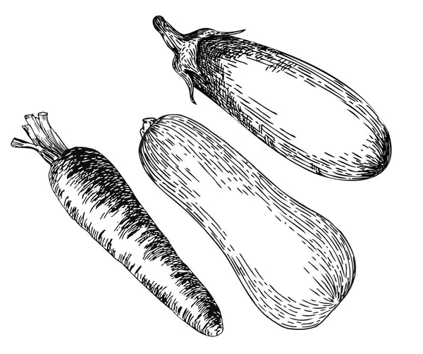 vektör illüstrasyon sebze el çizimi