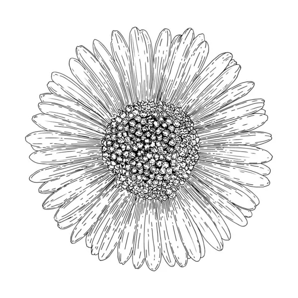 Vektör illüstrasyon papatya el çizimi