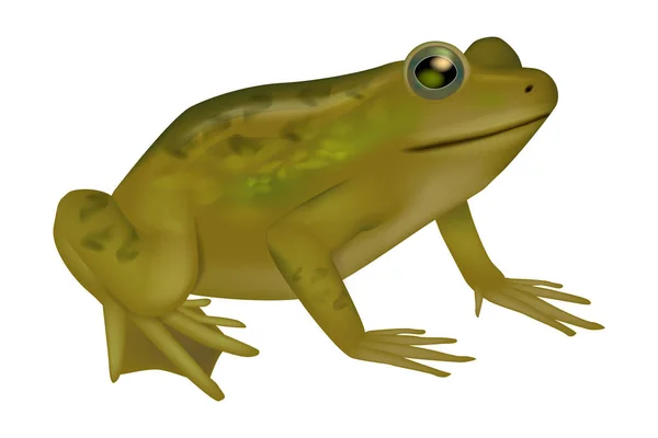 Frog Life Biology Science Poster Educativo Desenho Realista Ilustração Sapo — Vetor de Stock