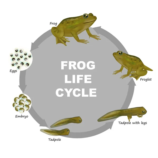 Siklus Hidup Katak Froglet Frog Tadpole Dengan Kaki Tadpole Embryo - Stok Vektor