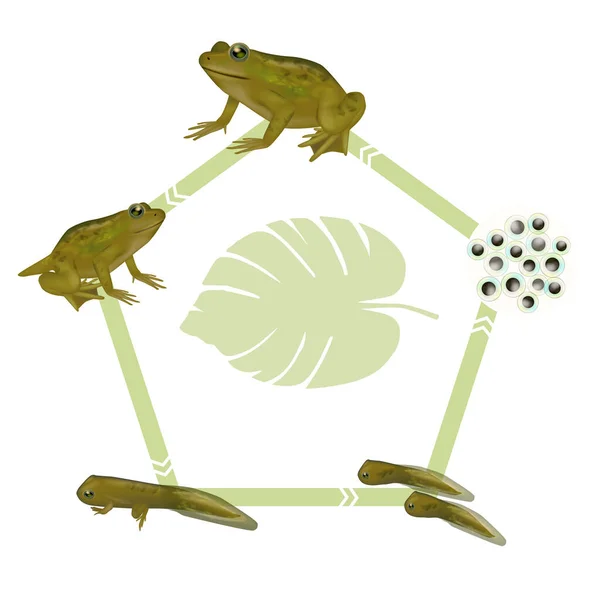 Levenscyclus Van Een Kikker Froglet Kikker Tadpole Met Poten Tadpole — Stockvector
