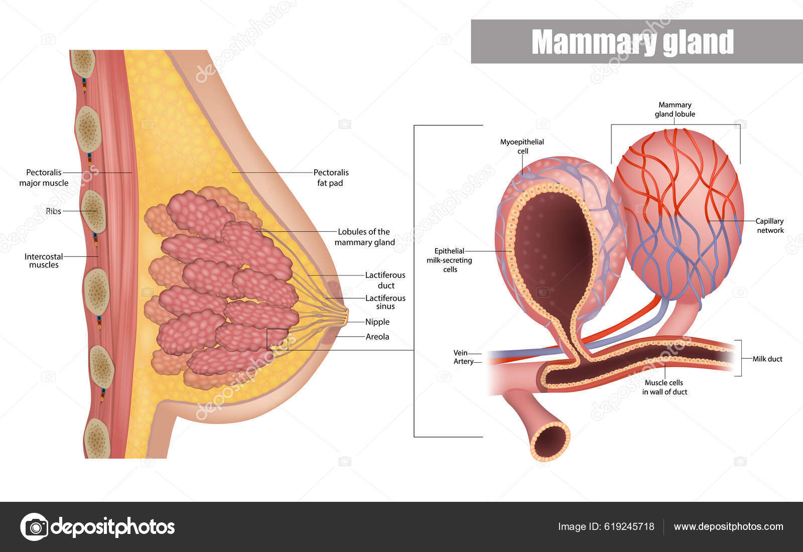 Anatomy Female Breast Side View Structure Milk Ducts Lobules Mammary Stock  Vector by ©Sakurra 619245718