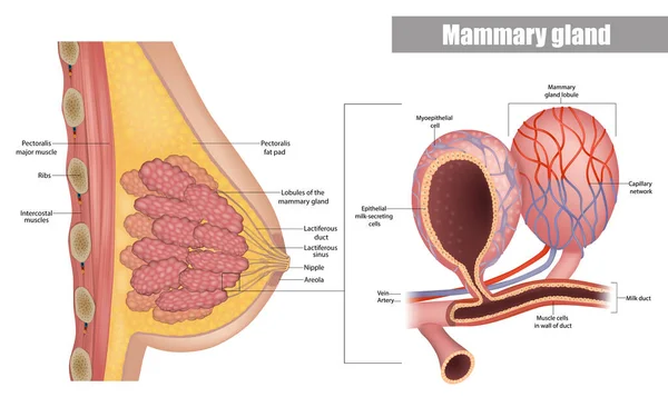 女性の乳房側の見解の解剖学 乳腺の乳ダクトおよび小胞の構造 哺乳類のAlveoliと骨髄上皮細胞 乳生産器官 — ストックベクタ