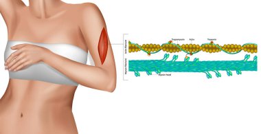 Kas kasılmasının atomik çözünürlüğü. Kas kasılması. Çizgili kas yapısı var. Filament ve miyozin filamanı. Kas hareketi miyozin etkileşimi. Troponin veya troponin kompleksi.