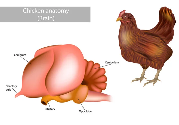 Anatomy Brain Chicken Side View Brain Chicken Poultry Realistic Vector — Stock Vector