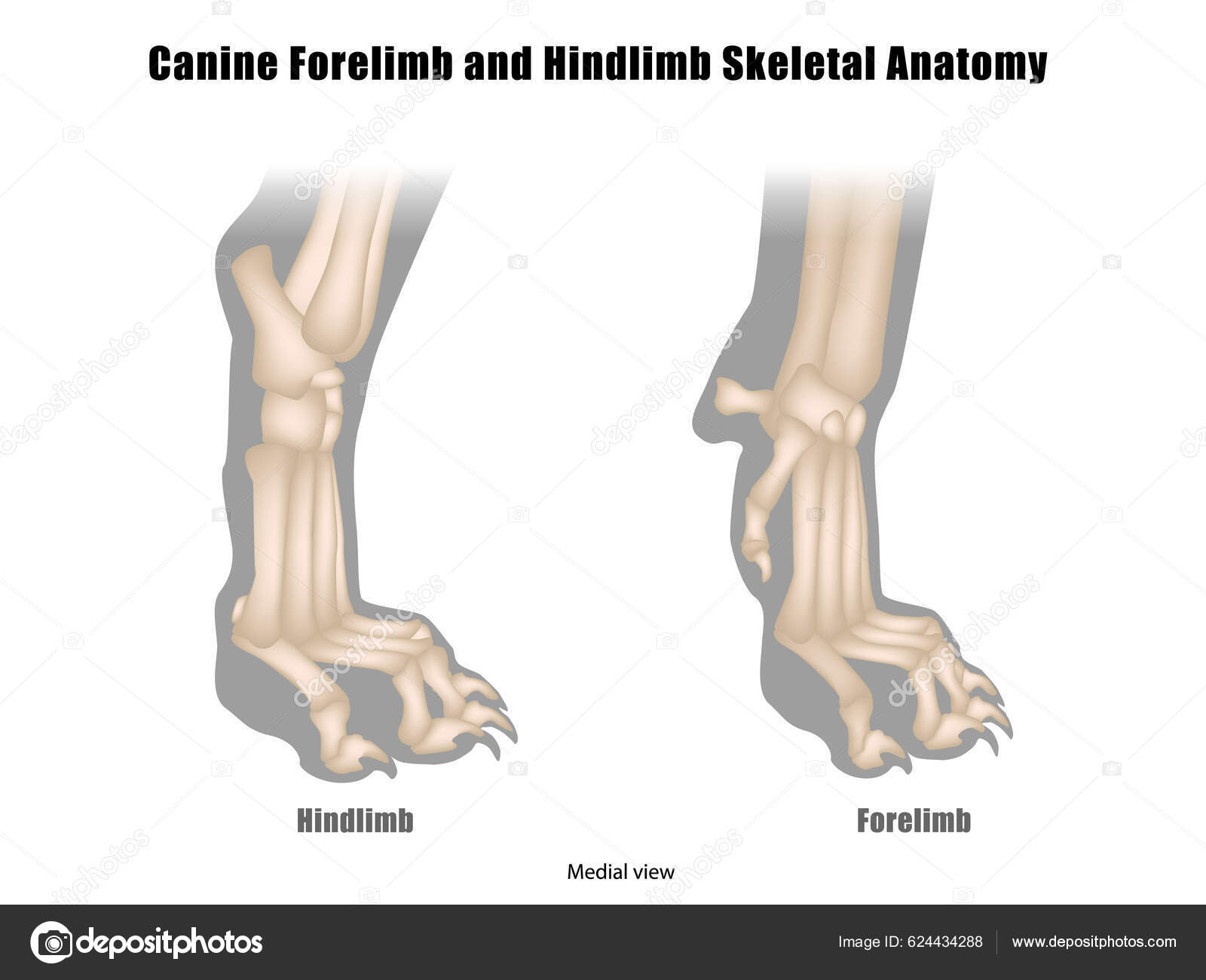 Downloaden Anatomie van hondenpoten met voorpoten en achterpoten. Canine Paws Skeletanatomie