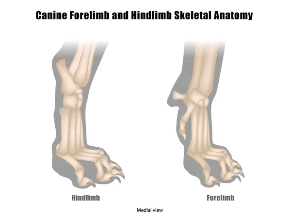 前肢と下肢の骨を持つ犬の足の解剖学 犬の足骨格解剖学 医学的見解 — ストックベクタ
