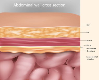 Karın duvarı enine kesiti Anatomi. Abdominal duvar katmanları Tıbbi İllüstrasyon