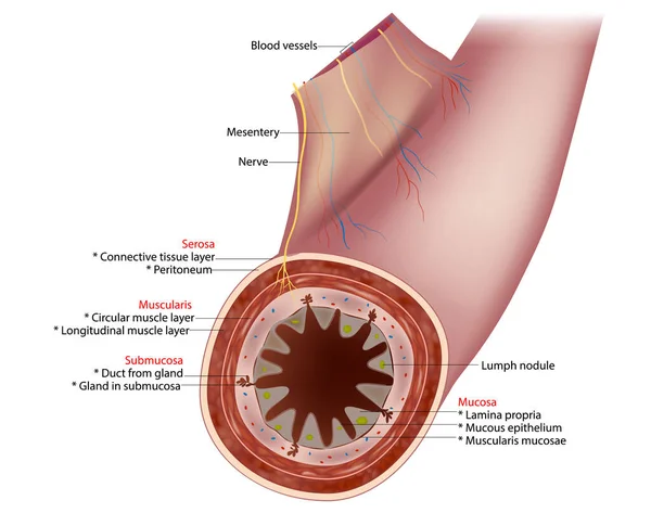 小さな腸の図 層を示す腸壁の典型的なセグメントの断面 および血清 — ストックベクタ