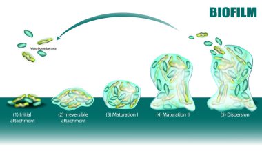Process of Biofilm formation five stages with development and dispersion diagram. Initial and Irreversible attachment, Maturation and Dispersion. Adhesion of waterborne bacteria on surface. clipart