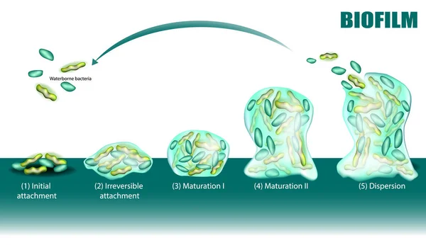 生物膜形成过程分为五个阶段 并附有显影和色散图 初始和不可撤销的依附 成熟和分离 水媒细菌在表面的粘附 — 图库矢量图片