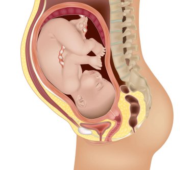 Ana rahmindeki bir bebeğin detaylı tıbbi çizimi. Utero 'daki fetüs. Hamilelik ve doğum.