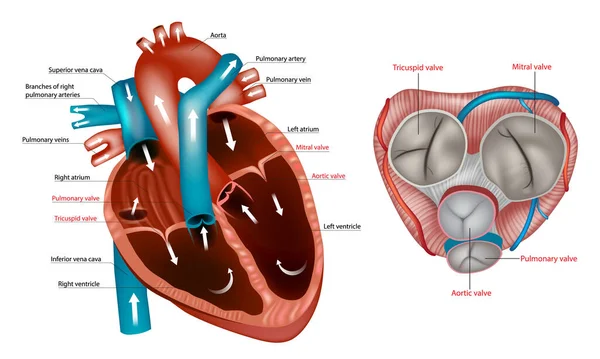Structure Heart Valves Anatomy Mitral Valve Pulmonary Valve Aortic Valve — Stock Vector
