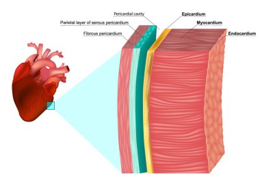 Kalp Duvarı Anatomisi Katmanları. Miyokardiyum, epikardiyum, endokardiyum ve perikardiyum. Kalp krizi yapısı diyagramı