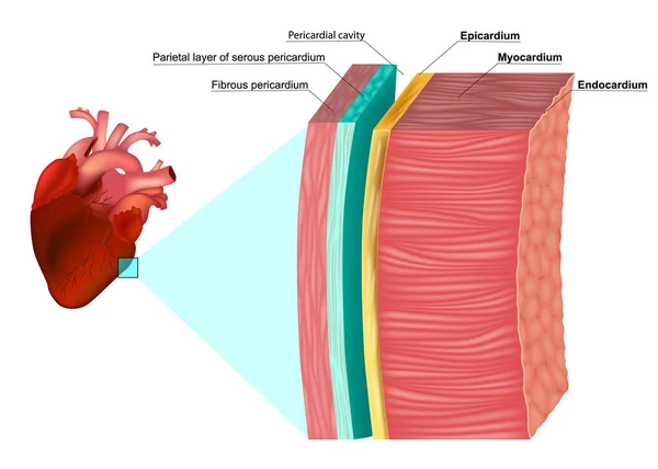 Перикарда Vector Art Stock Images Biology Diagrams