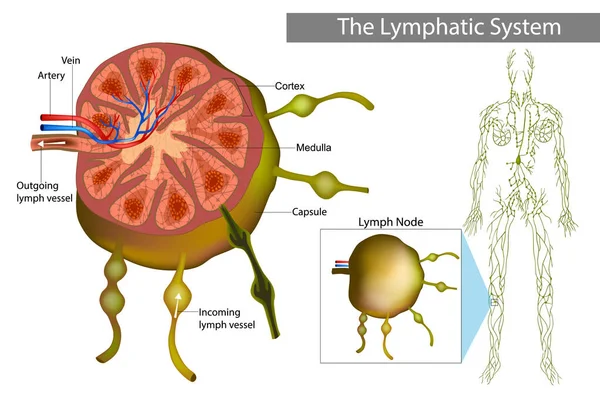 stock vector Lymphatic system. Lymph node, or lymph gland is a organ of the lymphatic system and the adaptive immune system.