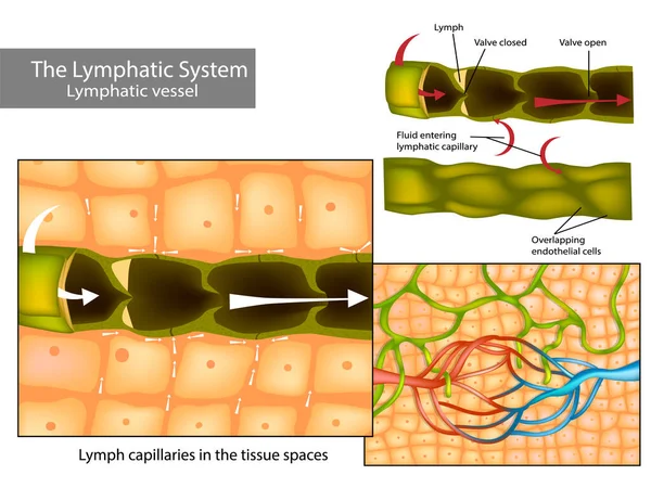 Lymfkapillärer Vävnadsytorna Lymfcirkulationen Och Lymfatiska Kärlens Struktur — Stock vektor