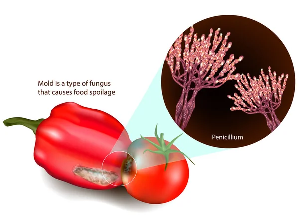 カビは 食品の腐敗を引き起こす真菌の一種です ペニシリウムだ 食品型 — ストックベクタ