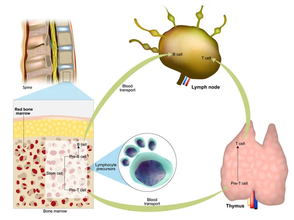 림프구 의생성 림프구나 림프구 — 스톡 벡터