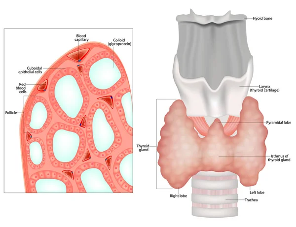 甲状腺の構造 甲状腺または上皮細胞または甲状腺細胞の組織学的構造 — ストックベクタ