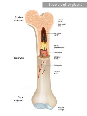 Uzun kemik yapısı ve bileşenleri. Proksimal epifiz, Distal epifiz, Diyafizik. Kompakt kemik ve kemik iliği içeren iç medül boşluğu.