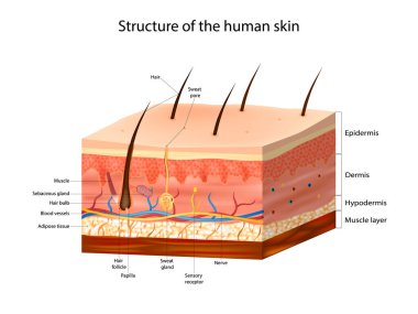 İnsan derisinin yapısı hakkında. Cilt Anatomisi detaylı vektör çizimi. Katman derisi: üst deri, deri ve deri altı..