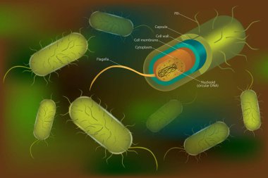 Bakteriyel hücre anatomisi nükleoit DNA 'sı ve ribozomları olan bir bakteri hücresindeki yapıları etiketliyor. Çubuk şeklinde gram negatif bakteri. Dış yapılar