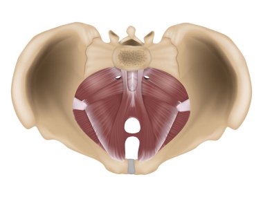 Pelvik zemin anatomisi veya pelvik diyafram. Pelvis zemininin kasları.