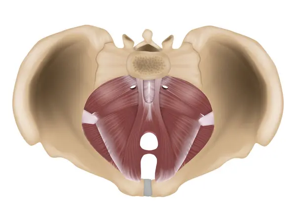 stock vector Anatomy of the pelvic floor or pelvic diaphragm. Muscles of the pelvic floor.