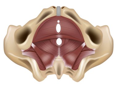 Pelvik zemin anatomisi veya pelvik diyafram. Pelvis zemininin kasları.