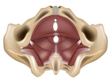 Anatomy of the pelvic floor or pelvic diaphragm. Muscles of the pelvic floor. clipart