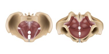 Pelvik zemin anatomisi veya pelvik diyafram. Pelvis zemininin kasları. Yapı