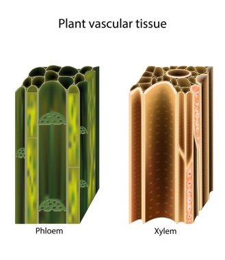 Plant vascular tissue. Xylem and phloem. Cross section showing vascular bundles. Translocation in vascular plants clipart