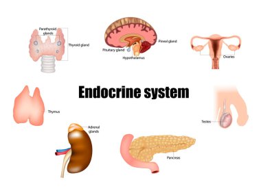 Endocrine system. Parathyroids, Thyroid, Pituitary, Pineal, Adrenal gland, Hypothalamus, Testicle, Ovary, Pancreas, Thymus.