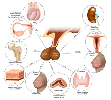 Pituitary Gland. Endocrine System. The posterior lobe and anterior pituitary regulates several physiological processes by secreting hormones. clipart