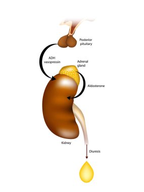 Diuresis. Polyuria. Regulation of urine production by ADH and aldosterone clipart