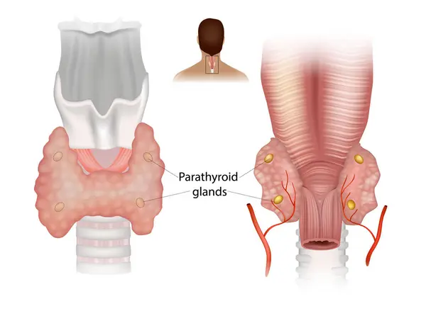 パラシロイド腺 人間の首の構造を示す図 優れたパラサイド腺 — ストックベクタ