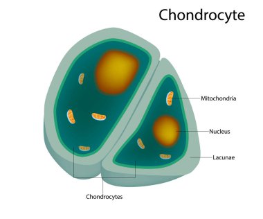 Chondrocytes 'in yapısı. Chondrocytes hücreleri sağlıklı kıkırdakta.