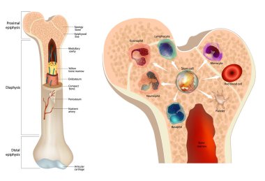 Kemik iliği. Kök hücre. Kırmızı kan hücresi trombositleri nötrofil basophil monosit lenfosit eosinofiller.