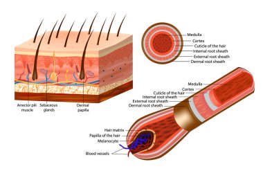 Saç sapı ve ampulün anatomisi. Saç telinin çapraz kesimi. Derinin üst derisini ve derisini gösteren bir parça deri kökü Arrector pili kas yağ bezleri..