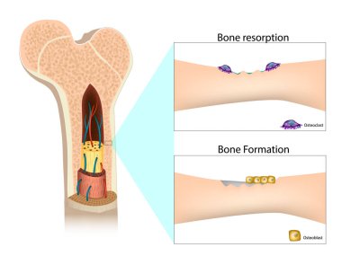 İşlem Kemik oluşumu ve Resoration. Osteoblast Osteoclast