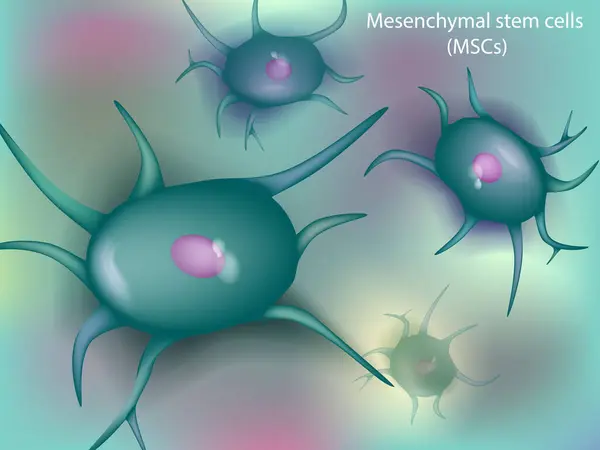 stock vector Mesenchymal stem cells or MSCs are stromal cells. Bone Marrow