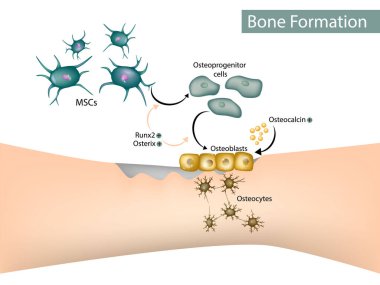 Kemik oluşumu. Osteoblast, Osteositler, Mesenkimal Kök Hücreler