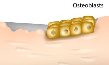 Birincil İnsan Osteoblast hücrelerinin farklılaşması. Osteoblast ve kemik dokusunda uygulamaları