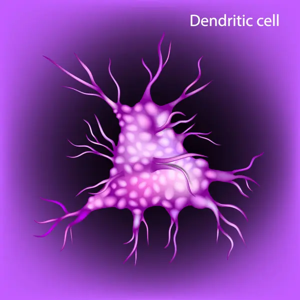 stock vector Dendritic cell is an antigen-presenting cell. Immune system