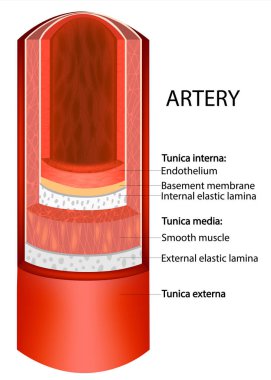 Arteries layers. Structure Artery Wall Infographic Diagram clipart