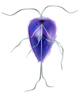 Anaerobik kırbaçlanmış protozoan parazitinin Giardia cinsi. Giardiasis. Giardia intestinalis protozoan, eski adıyla G. lamblia veya Lamblia intestinalis.