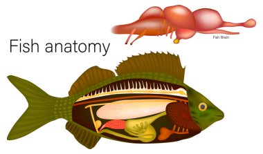 İç Balık Anatomisi ve Beyin Yapısı. Bilimsel Balık Anatomisi İllüstrasyonu. Diyagram