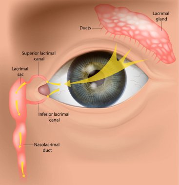 İnsan gözyaşı boşaltma sistemi anatomisi. Lakrimal Alet ve Gözyaşı Akımı Yolu. Gözyaşı Kanalı Anatomisi. Gözyaşlarının nasıl aktığını